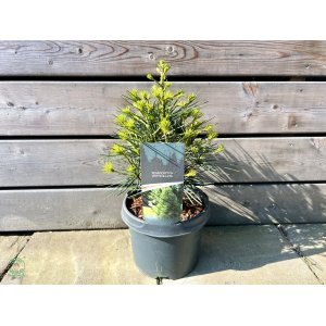 Dáždnikovec praslenovitý (Sciadopitys Verticillata) – výška: 30-40 cm, kont. C5L